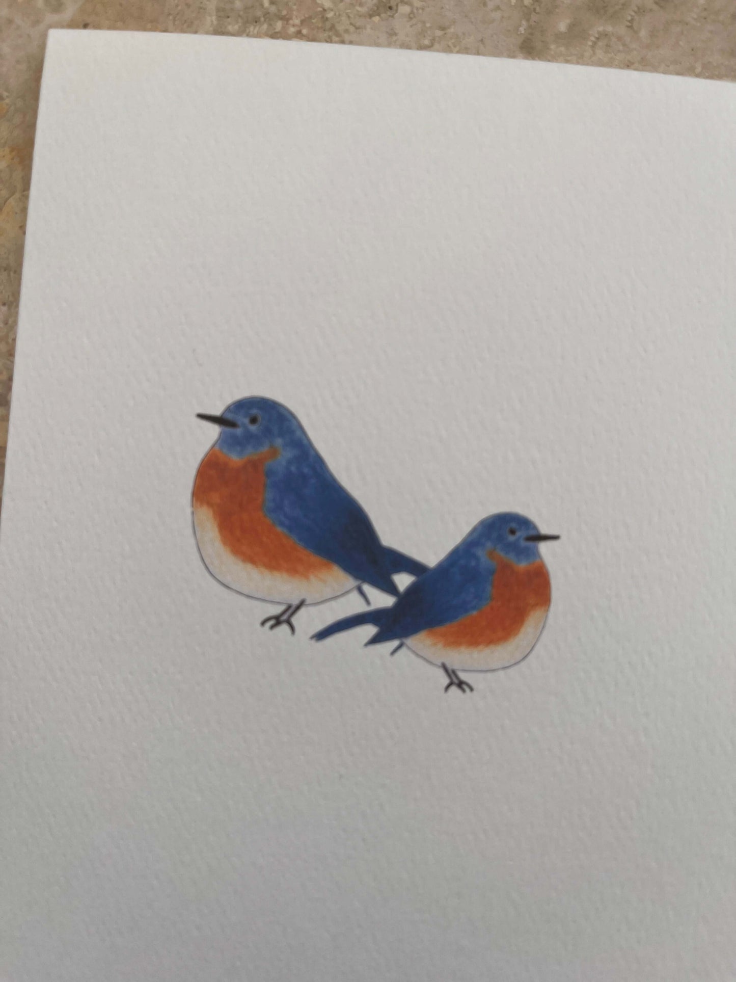 Blue Birds Illustrated Assorted Greeting Note Card Set
