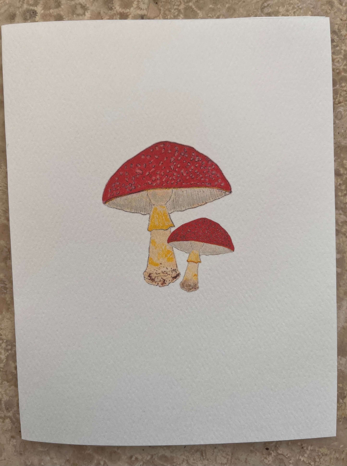 Red Cap Pointy Cap Mushroom Illustrated Assortment Note Card Set