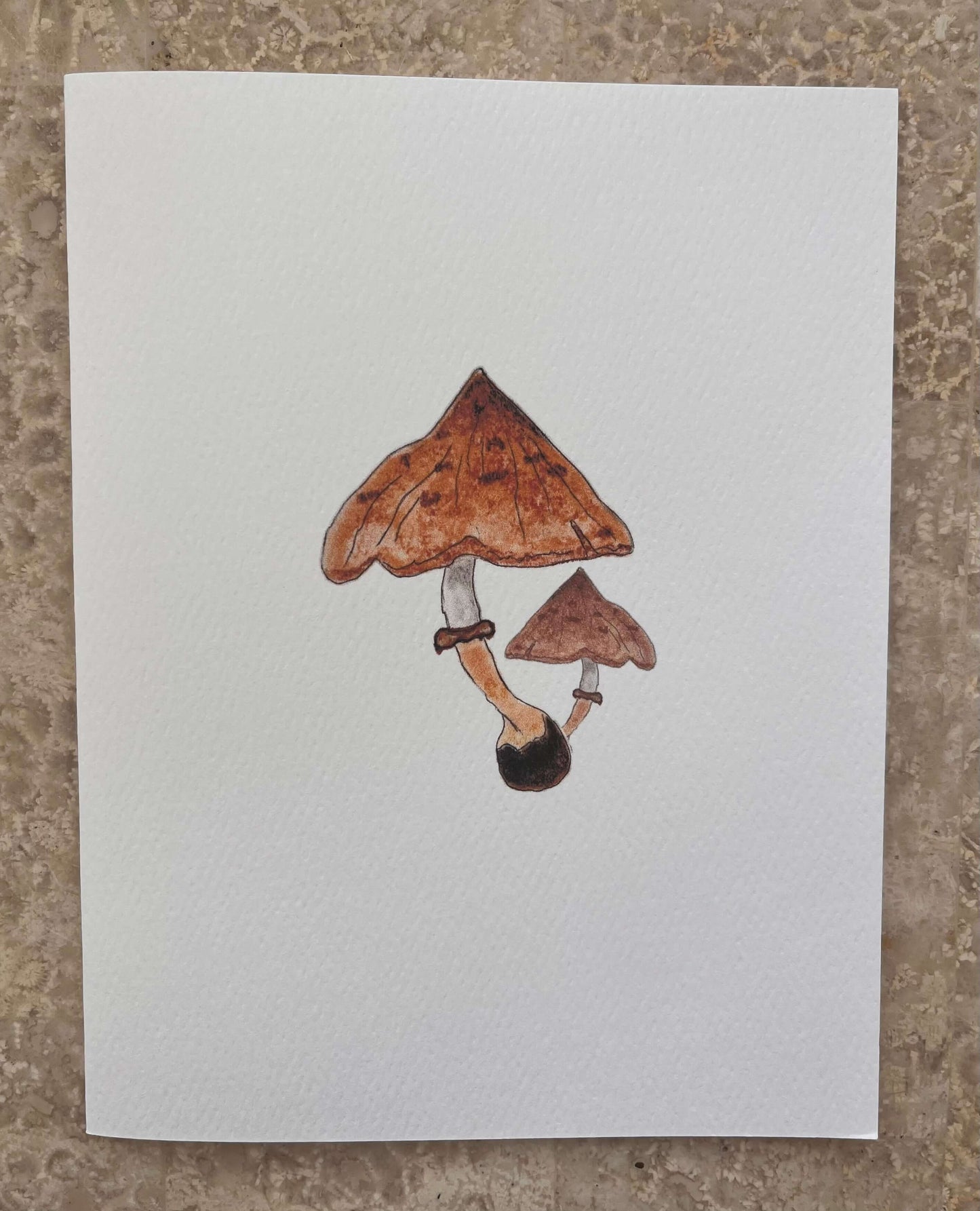 Red Cap Pointy Cap Mushroom Illustrated Assortment Note Card Set